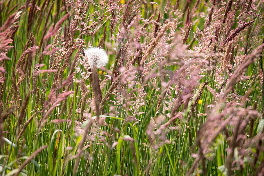 Grasses, Dandelion, Wild Grass, meadow, husk, hidden, hiding place HD wallpaper