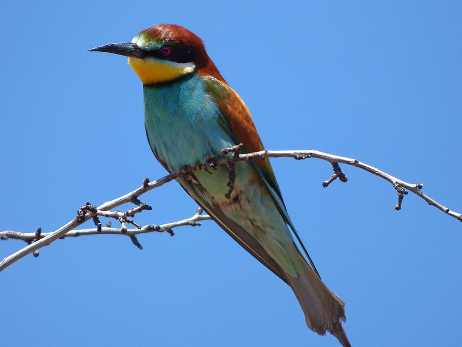 red, blue, and green short-beaked bird standing on branch, bee-eater, HD wallpaper