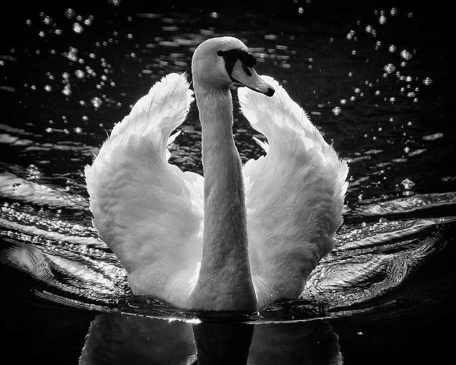 grayscale photography of swam on body of water, Swan, Wings, Feathers