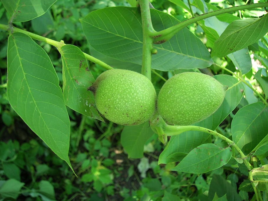 walnut, nuts, greek, plant part, leaf, fruit, green color, food and drink HD wallpaper
