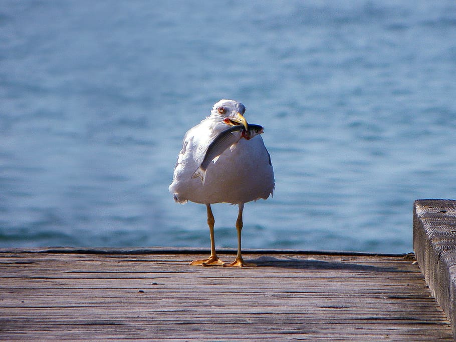 white bird holding fish, seagull, birds, animals, seagulls HD wallpaper