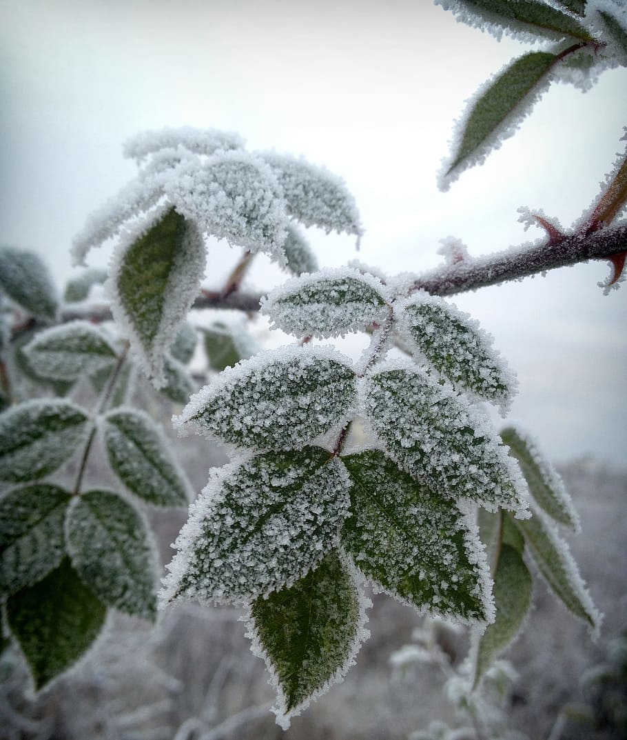Tree, Frozen, Leaf, Branch, rose leaves, winter, snow, frost HD wallpaper