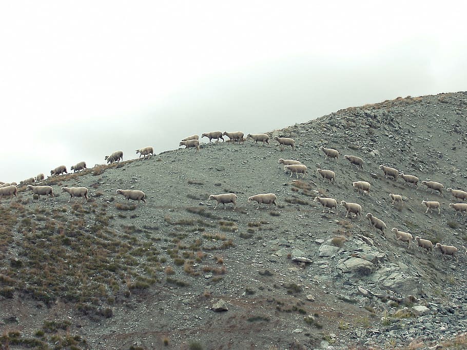 herd of sheep on hill during daytime, walking, white, clouds HD wallpaper