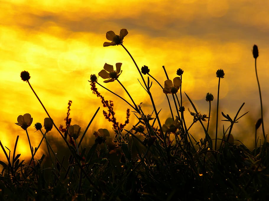 photo of petaled flowers under sunlight, sunset, mood, back light HD wallpaper