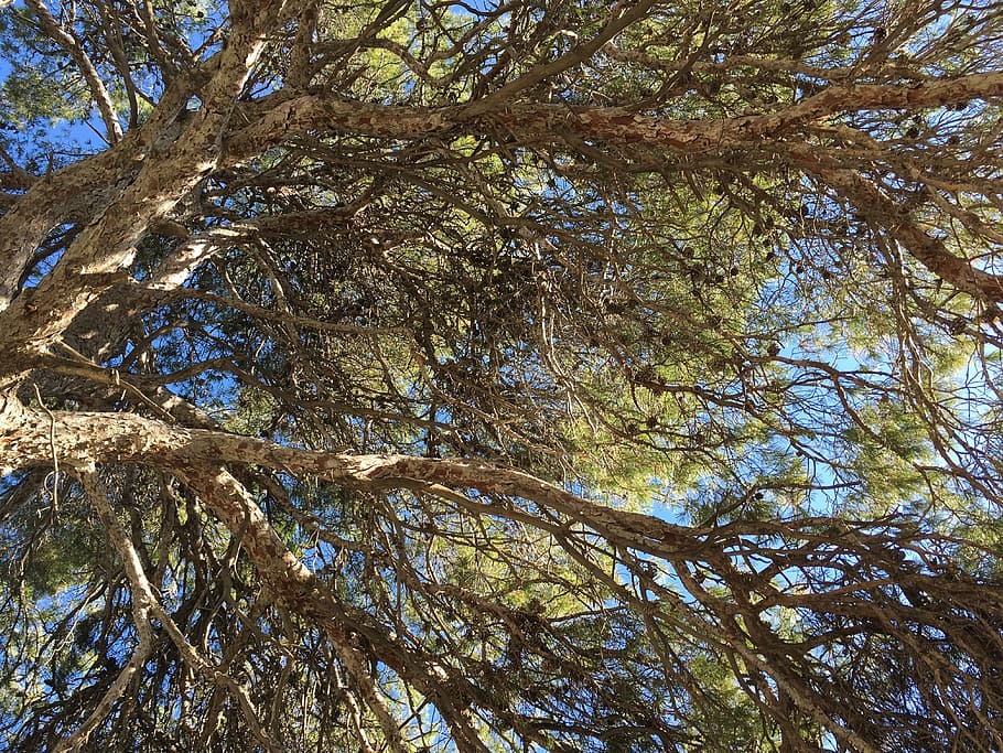 tree, sky, nat, nature, blue, outdoor, green, forest, rural HD wallpaper