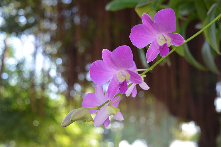 Thai, Orchid, Flower, Flowers, thai orchid, thai orchid flowers, HD wallpaper