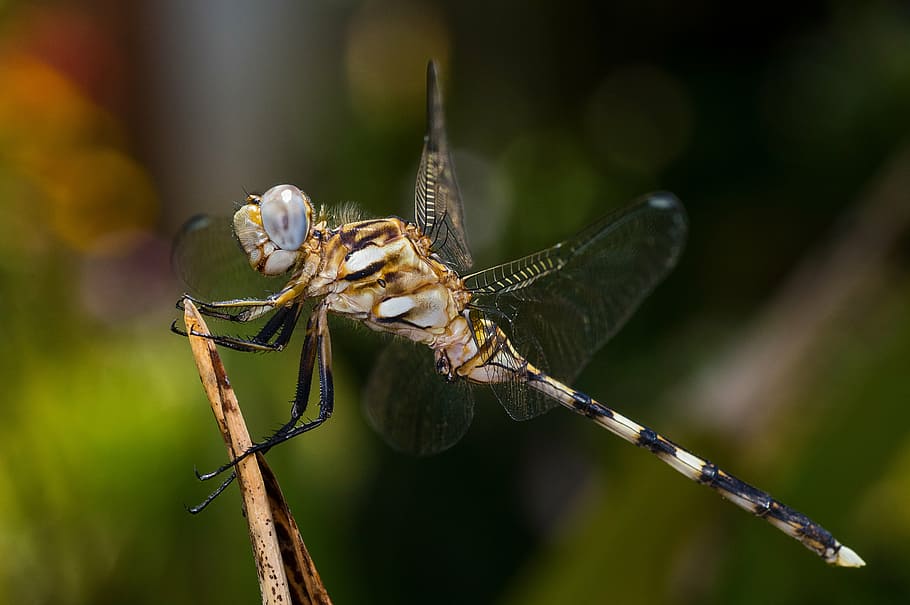 dragonfly, macro, insect, tau emerald, nature, bug, animal HD wallpaper