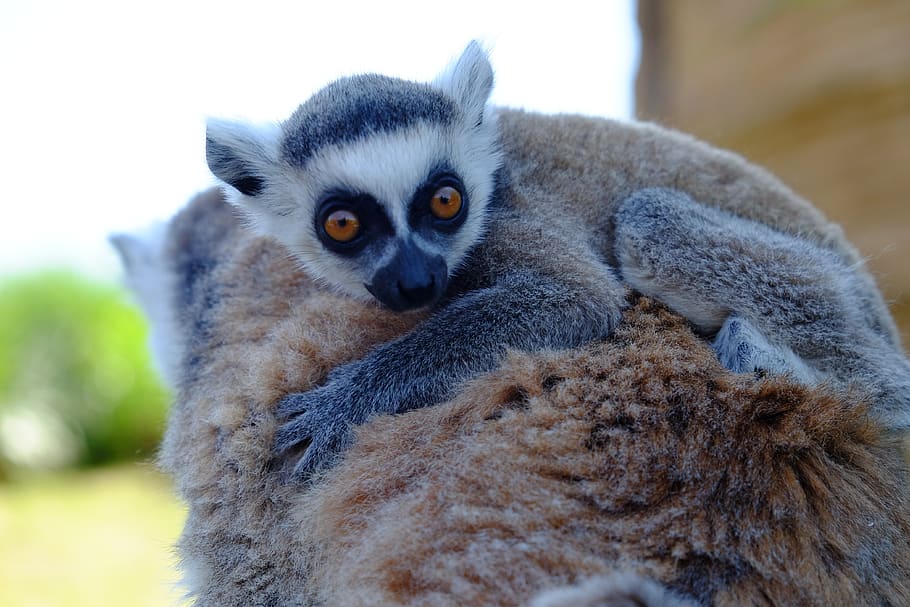 mammalia, cute, nature, one animal, animals in the wild, lemur HD wallpaper