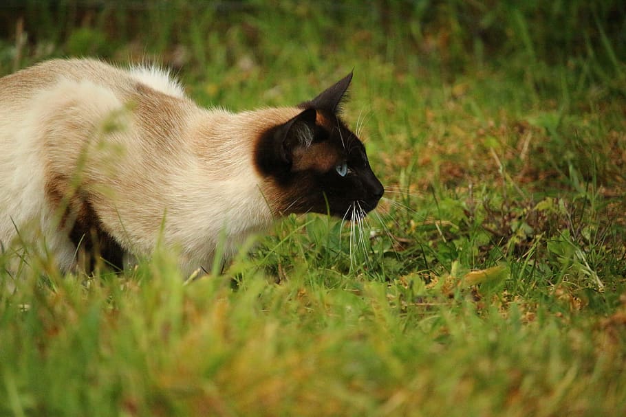 Cat, Kitten, Breed, mieze, breed cat, siamese cat, grass, one animal HD wallpaper