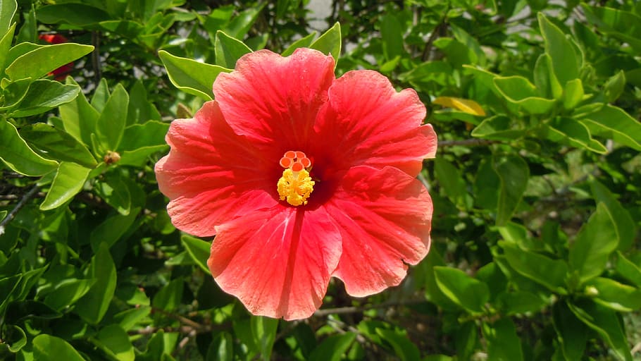 hibiscus, red, orange, petals, blossoms, blooms, blooming, flowering HD wallpaper