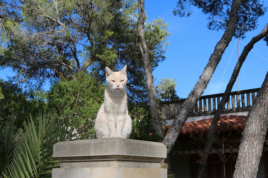 Mallorca, Domestic Cat, animal world, south, pet, cat portrait, HD wallpaper