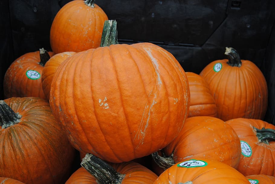 pumpkin, pumpkins, squash, halloween, vegetable, orange, autumn HD wallpaper