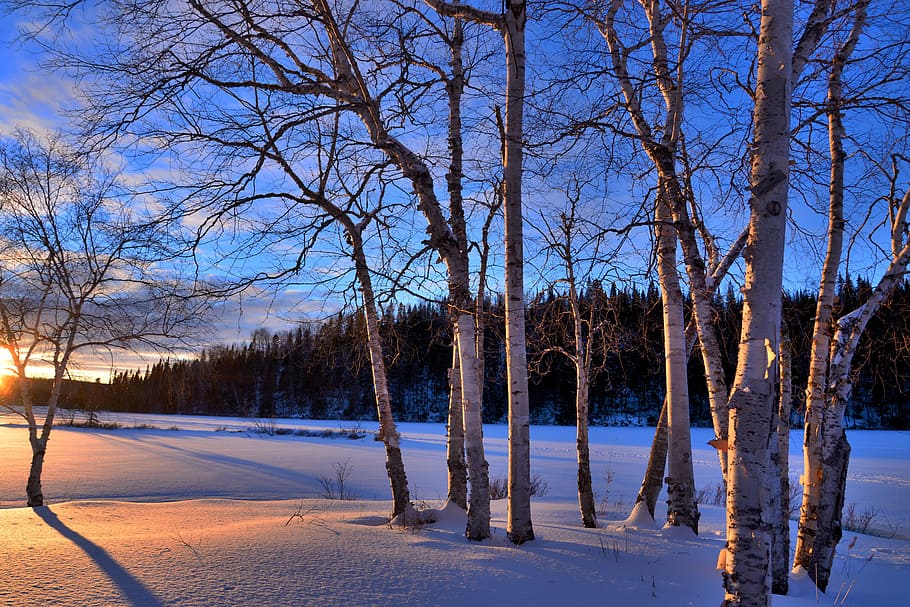 brown bare trees during sunset photography, winter landscape HD wallpaper