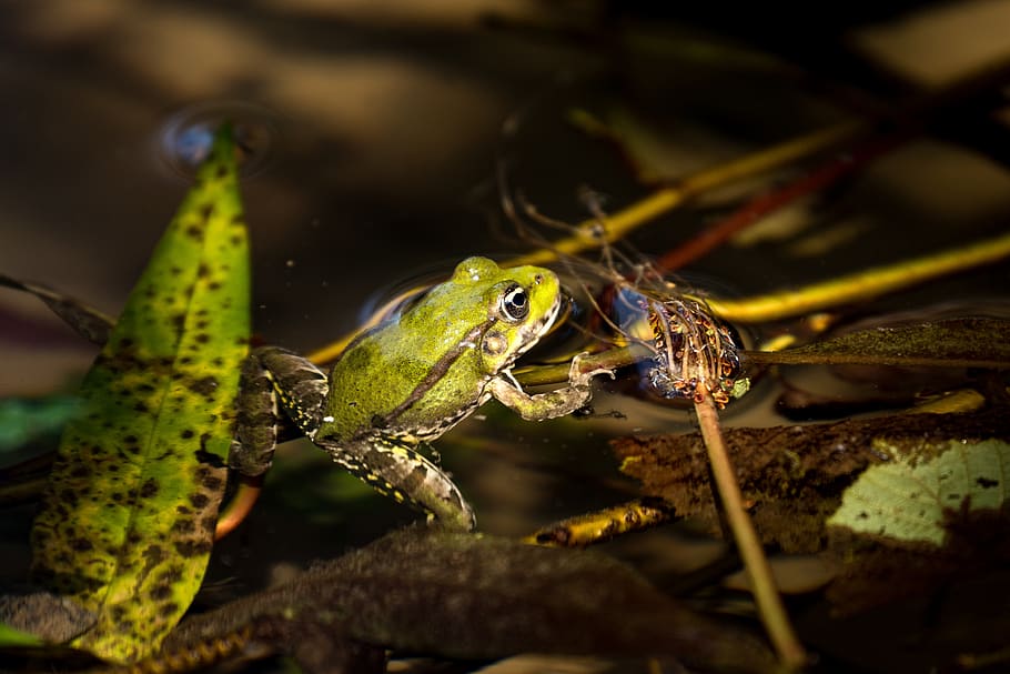 frog emerald, colors, nature, animal themes, animal wildlife HD wallpaper