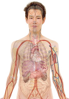 human organ illustration, anatomy, face, body, lips, mouth HD wallpaper