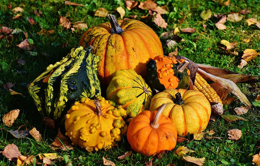 Yellow Squash, dry leaves, grass, pumpkins, vegetables, food HD wallpaper