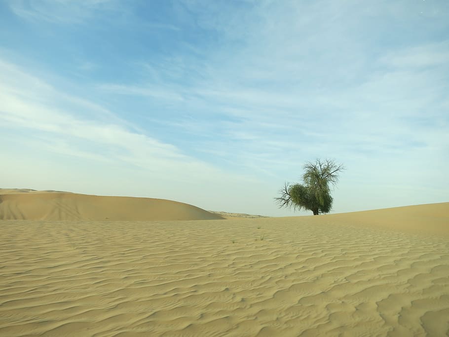 Desert, Abudhabi, Tree, Sand, Nature, sky, drought, dry, dune HD wallpaper