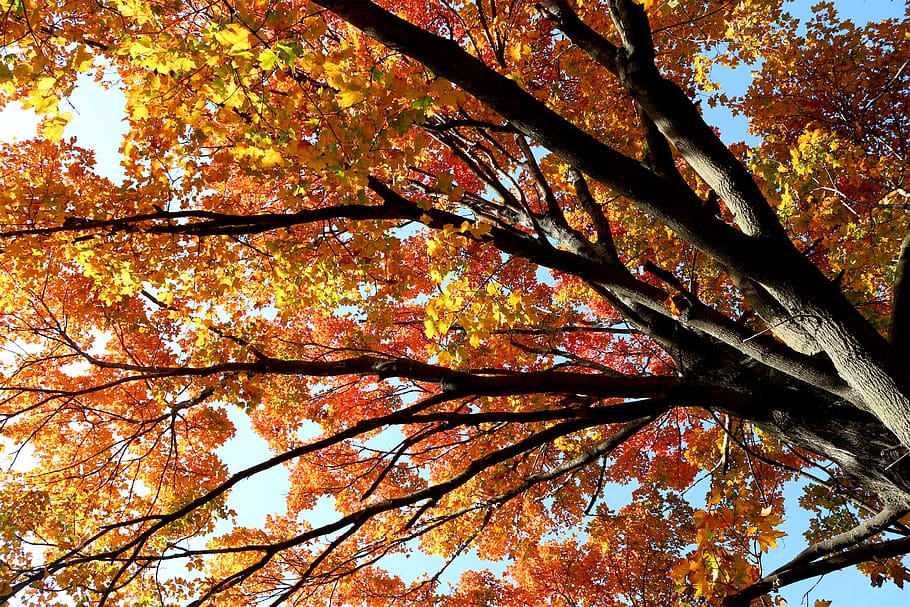 tree, fall, foliage, fall trees, autumn, nature, leaf, season HD wallpaper