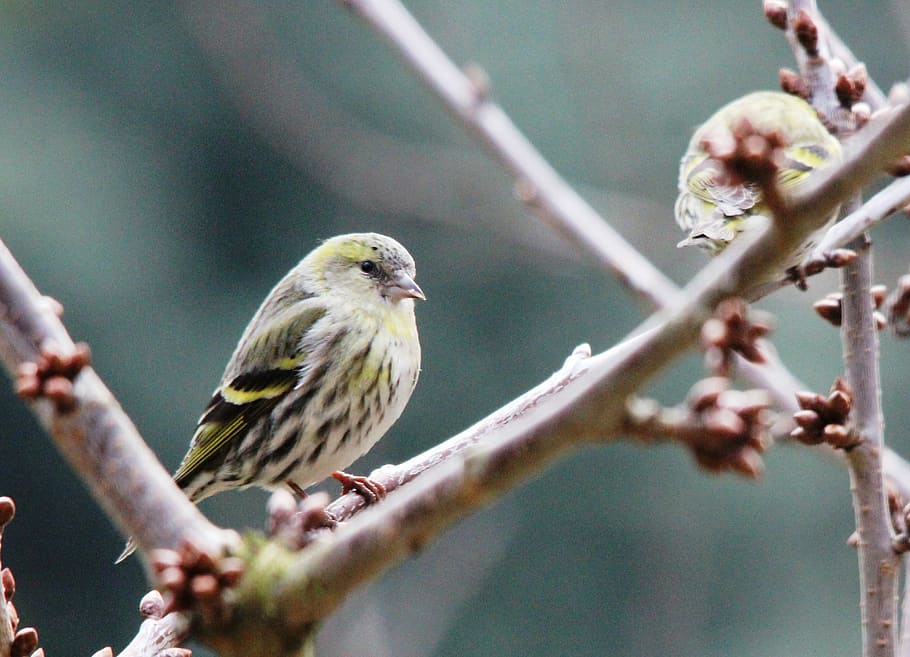 greenfinch, bird, feather, drawing, spring, branch, vertebrate HD wallpaper