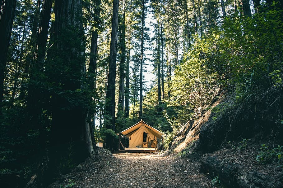 empty house in the middle of tall trees, brown wooden house surrounded green trees field HD wallpaper