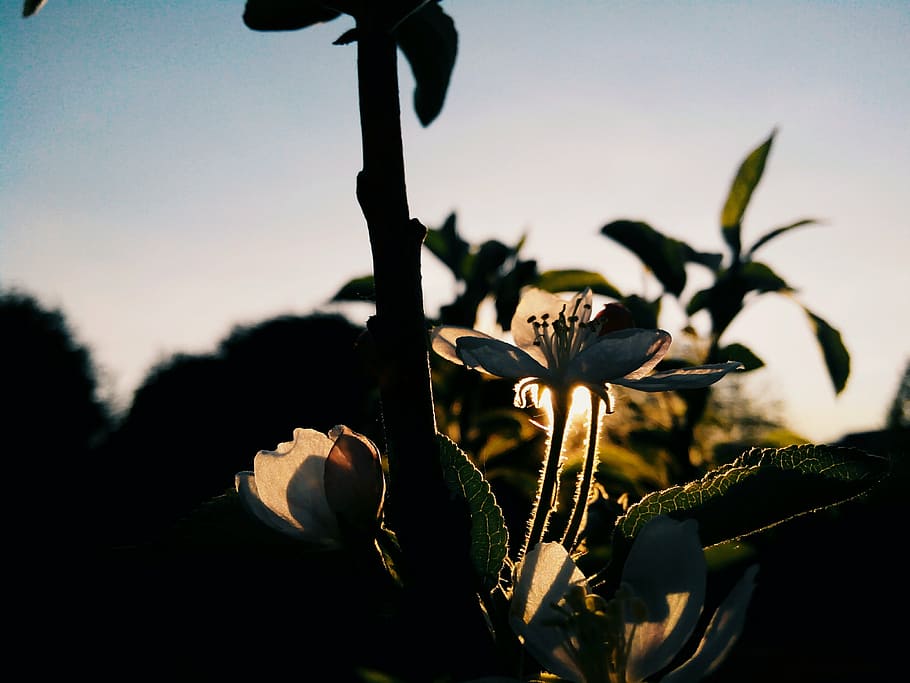 flower, apple tree, bloom, spring, branch, sun, sunset, sky HD wallpaper