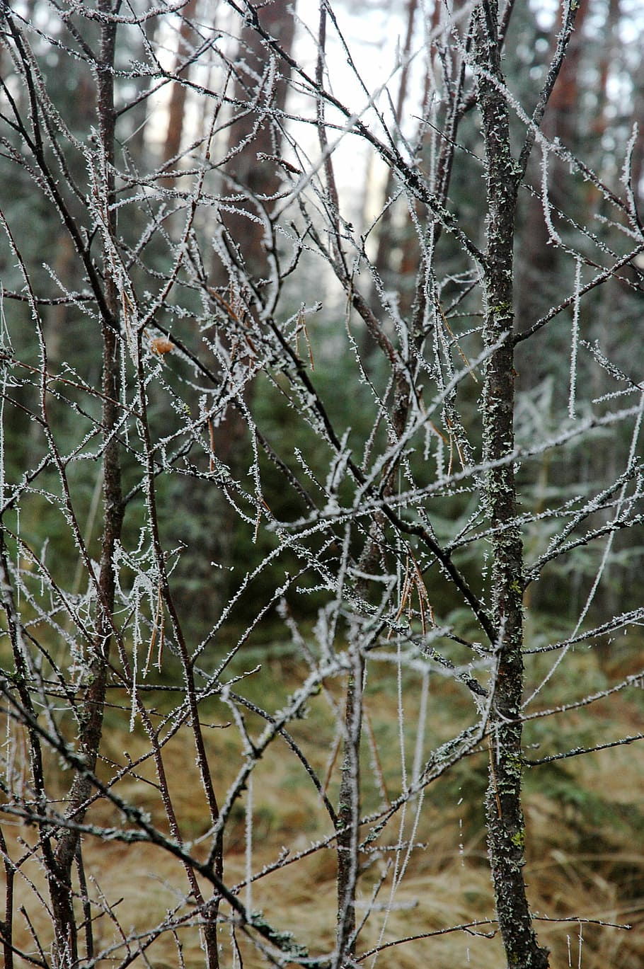 Rime, Branches, Birch, Tree, Wood, autumn, finnish, forest HD wallpaper