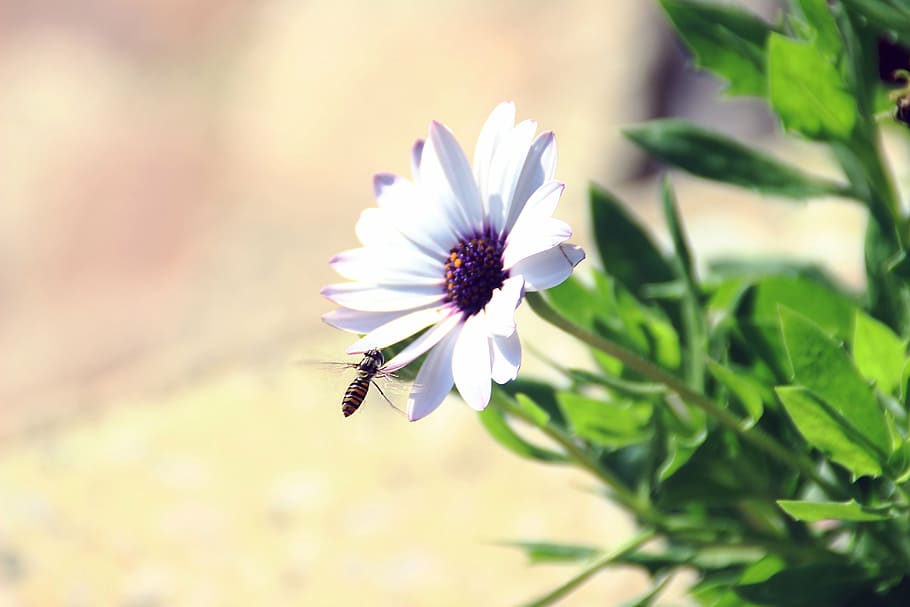 flower, bee, violet, insects, garden, nature, image, plant HD wallpaper