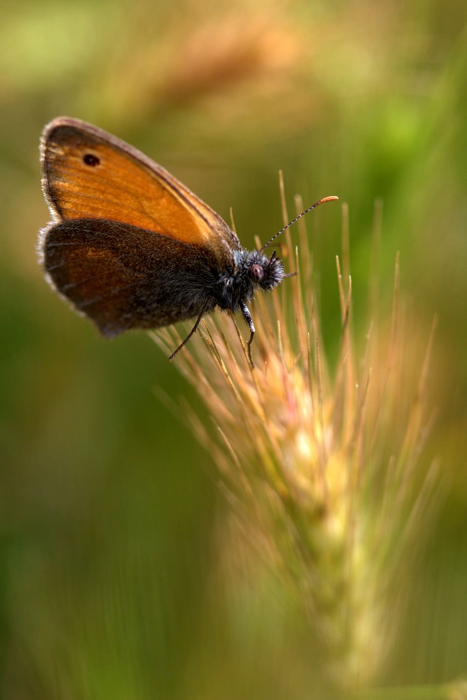 butterfly, spike, red, insecta, wings, nature, invertebrate HD wallpaper