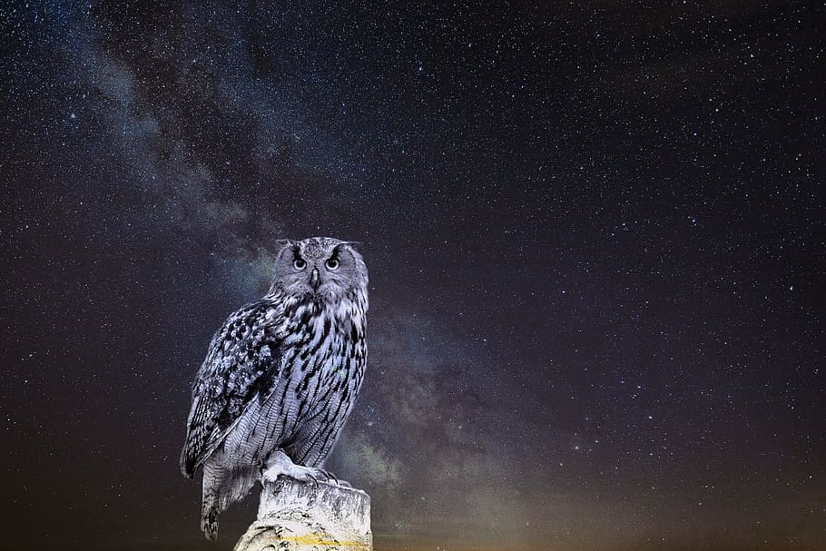 gray owl perched on branch at nighttime, nature, bird, star HD wallpaper