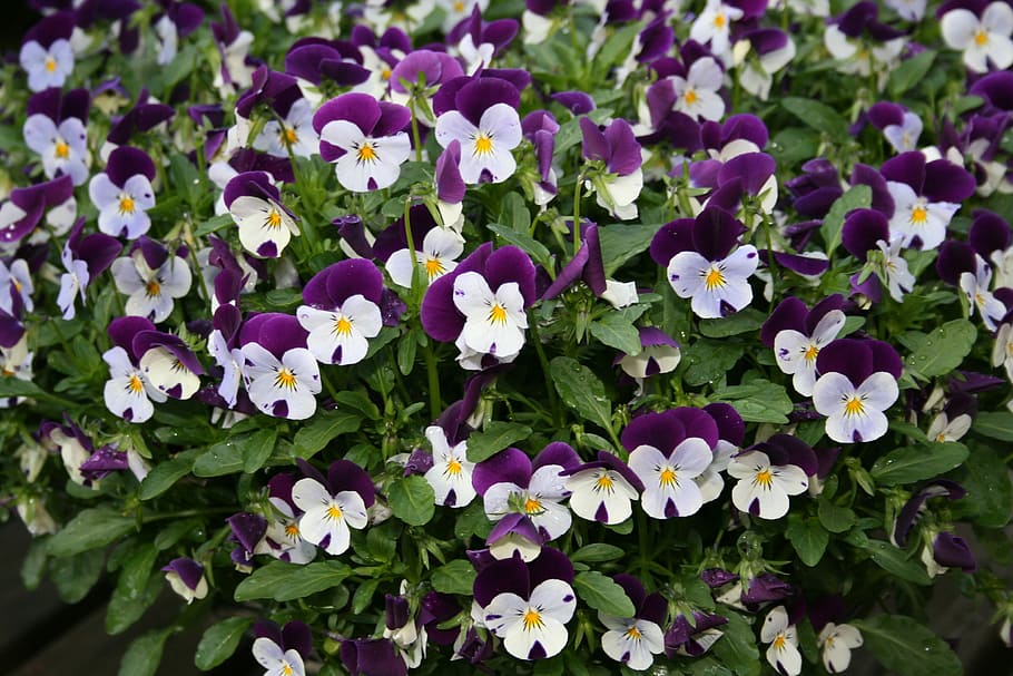 Violets, White, Purple, Bed, Flower, nature, outdoors, fragility HD wallpaper