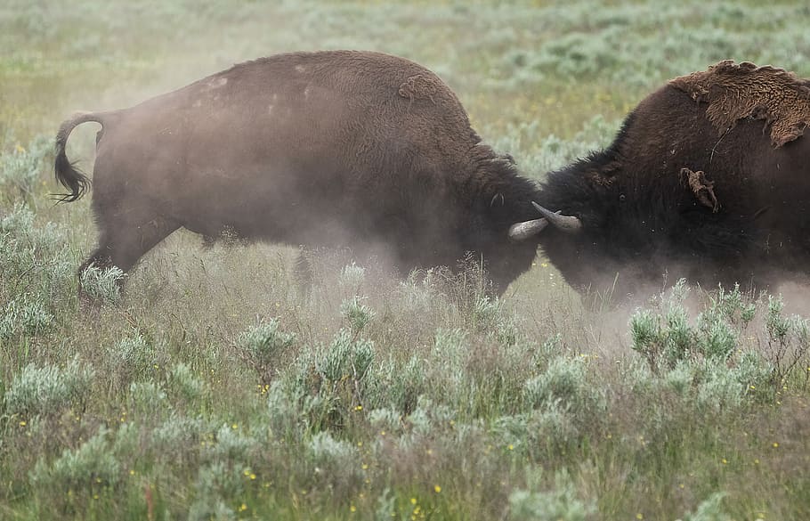 two black water buffalos, bison, bull, horns, fighting, wild HD wallpaper