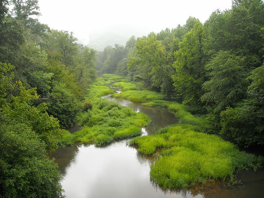 Stream, Water, Creek, Woods, green, scenery, flowing, foliage, HD wallpaper