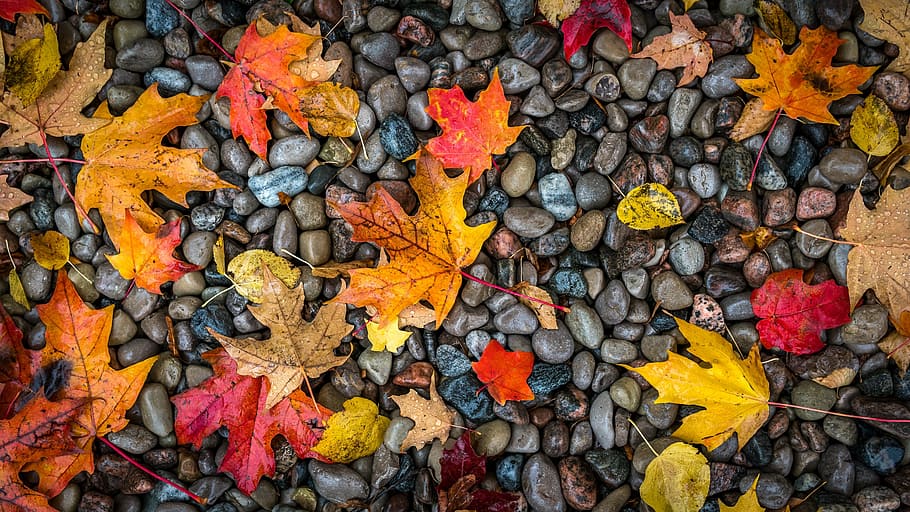 fall, nature, leaf, season, plant part, autumn, change, leaves HD wallpaper