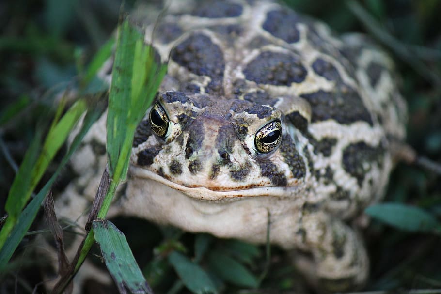 great plains toad, kröte, prairie toad, north dakota toad HD wallpaper
