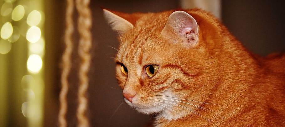 cat, red, funny, cute, mackerel, tiger, sweet, cuddly, animal HD wallpaper