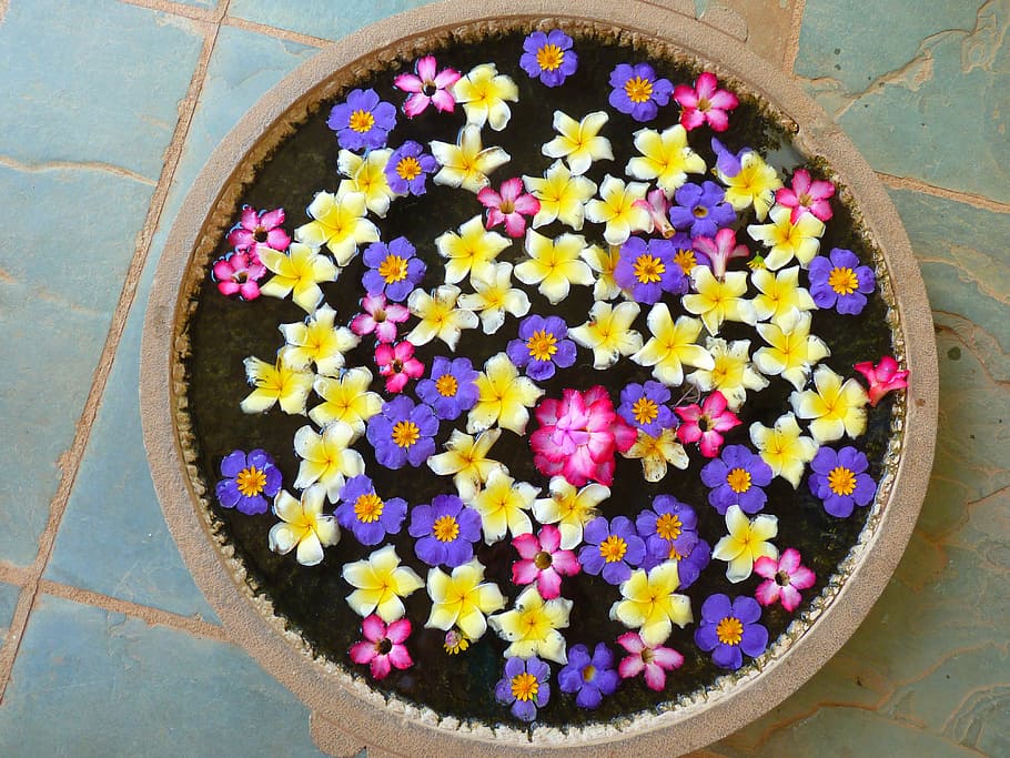 flowers, shell, water, purple, yellow, plant, multi colored HD wallpaper