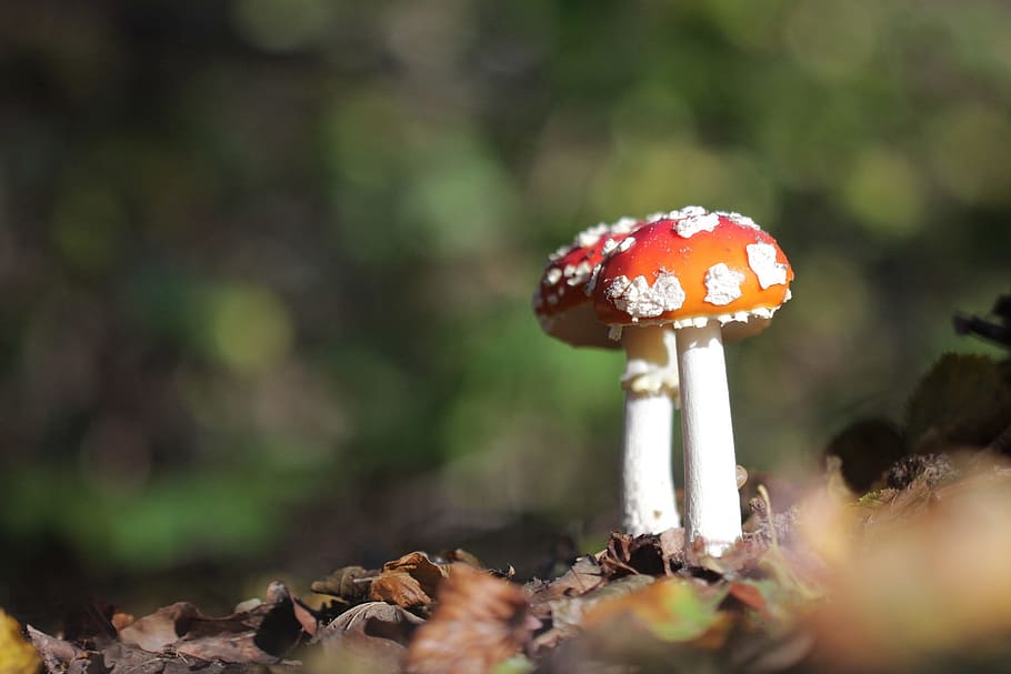 fungus, forest, nature, fall, wood, undergrowth, amanita, poisonous mushroom