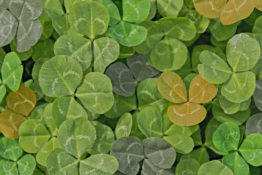 green, clover, color, vegetation, leaf, green color, backgrounds HD wallpaper