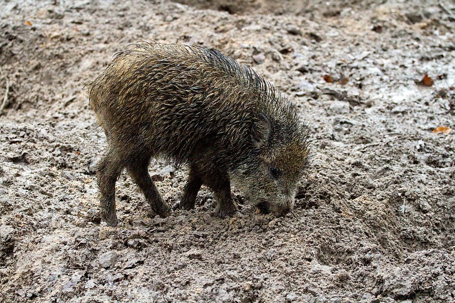 wild, wild boars, forest, nature, bristles, mud, animal themes HD wallpaper