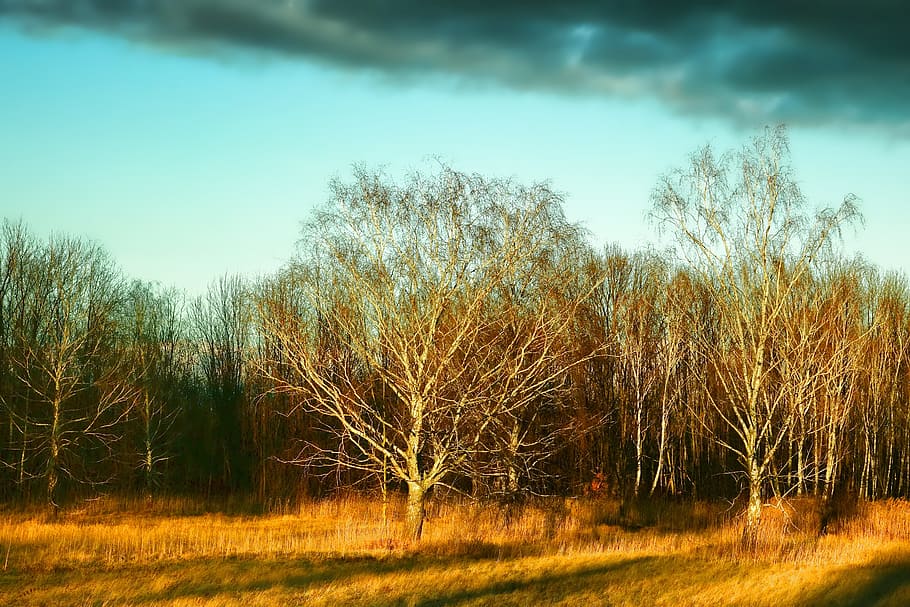 tree, landscape, nature, afterglow, sunset, evening sky, abendstimmung HD wallpaper