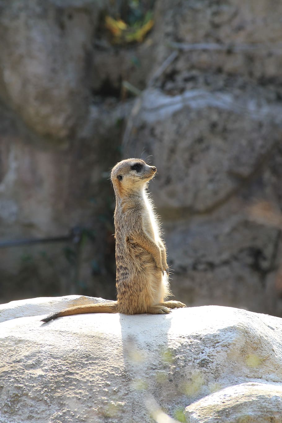 zoo, liberec, meerkat, animal themes, animal wildlife, animals in the wild HD wallpaper