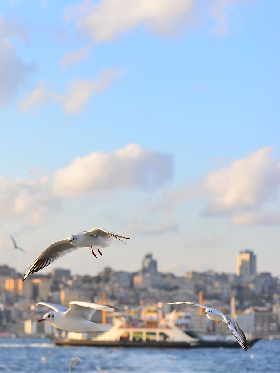 seagull, marine, cloud, v, landscape, bird, flying, animals in the wild HD wallpaper