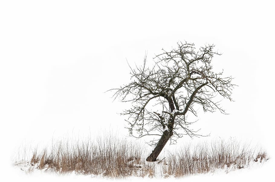 Tree, Meadow, Winter, cold temperature, snow, bare tree, field HD wallpaper