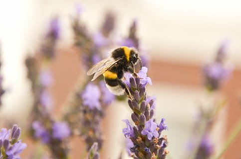 bumblebee, yellow, white, black, nature, insect, beautiful HD wallpaper