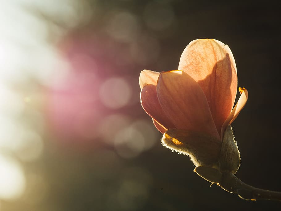selective focus photography of magnolia flower, fresh, sprout HD wallpaper