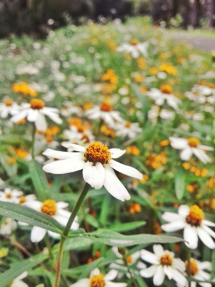 Daisy, Flower, Spring, Nature, Floral, summer, natural, bloom HD wallpaper
