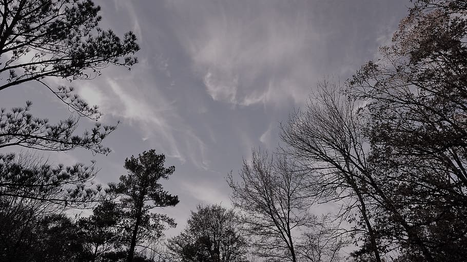 woods, outside, trees, sky, nature, landscape, natural, sunlight HD wallpaper