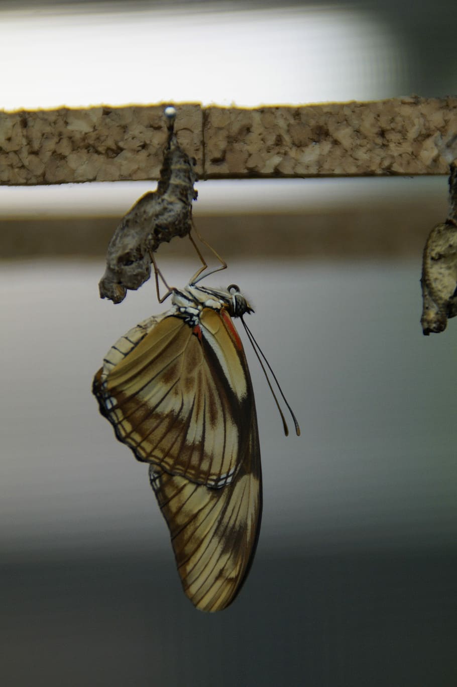 Butterfly, Hatch, Insect, edelfalter, close, butterflies, wing HD wallpaper