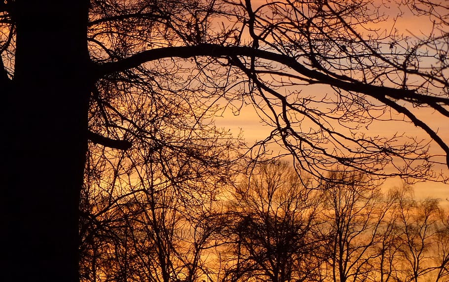 Sunset Tree, Evening, Mood, Nature, evening sky, setting sun HD wallpaper