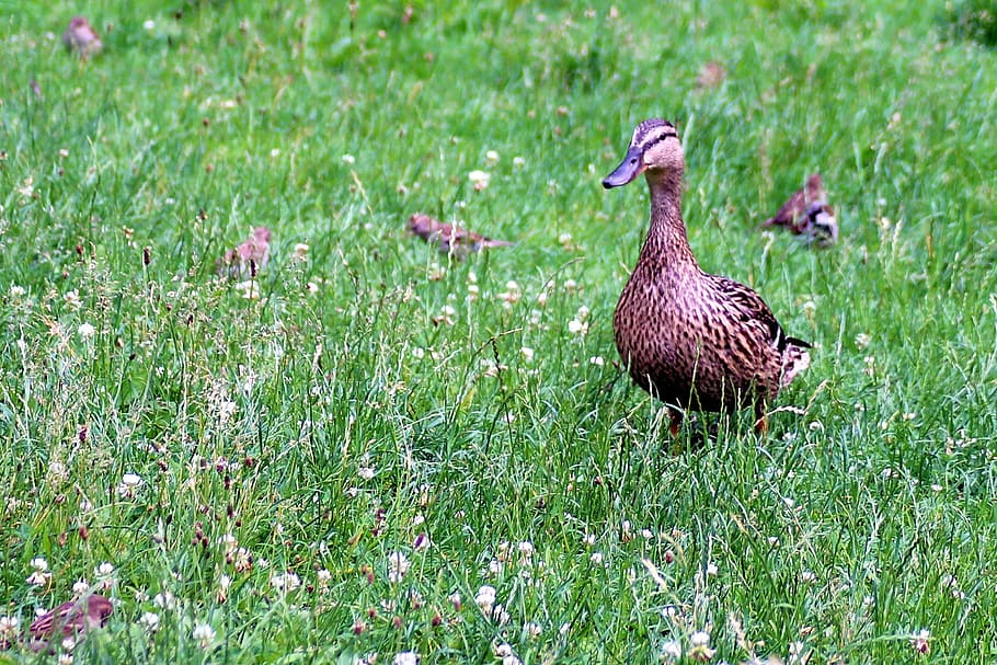 duck, mallard, meadow, sparrows, water bird, spring meadow HD wallpaper